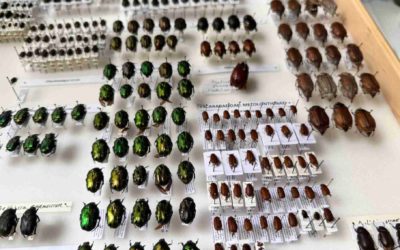 How to start your own beetle collection?