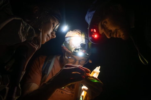 Insect Expedition