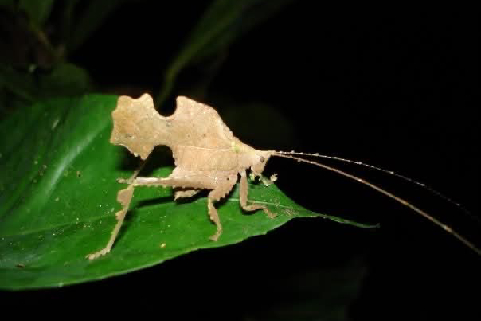 f208d77f-bdca-484d-b712-2f67c3a95932 (1) katydid insect research trip